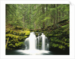 Waterfall Hiding in Lush Forest by Anonymous