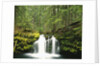 Waterfall Hiding in Lush Forest by Anonymous