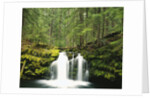 Waterfall Hiding in Lush Forest by Anonymous