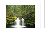 Waterfall Hiding in Lush Forest by Anonymous