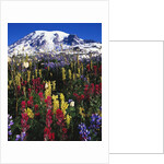 Wildflowers Blooming in Meadow by Anonymous