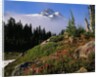 Blooming Indian Paintbrush at Mt. Jefferson by Anonymous