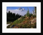 Blooming Indian Paintbrush at Mt. Jefferson by Anonymous