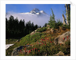 Blooming Indian Paintbrush at Mt. Jefferson by Anonymous