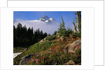 Blooming Indian Paintbrush at Mt. Jefferson by Anonymous