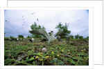 Sooty Tern Protecting Egg by Anonymous