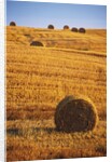 Harvested Fields of Hay by Anonymous