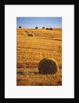 Harvested Fields of Hay by Anonymous