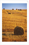 Harvested Fields of Hay by Anonymous