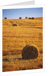 Harvested Fields of Hay by Anonymous