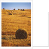 Harvested Fields of Hay by Anonymous