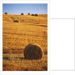 Harvested Fields of Hay by Anonymous