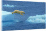 Polar Bear Jumping Ice Floes by Anonymous