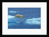 Polar Bear Jumping Ice Floes by Anonymous