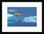 Polar Bear Jumping Ice Floes by Anonymous