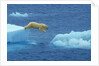 Polar Bear Jumping Ice Floes by Anonymous