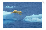 Polar Bear Jumping Ice Floes by Anonymous
