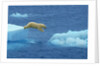 Polar Bear Jumping Ice Floes by Anonymous