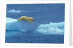 Polar Bear Jumping Ice Floes by Anonymous