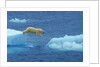 Polar Bear Jumping Ice Floes by Anonymous