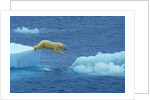 Polar Bear Jumping Ice Floes by Anonymous