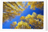 Aspen Trees Against Blue Sky by Anonymous