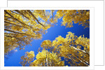 Aspen Trees Against Blue Sky by Anonymous
