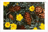 Arrangement of Flowers and Pine Cones by Anonymous