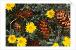 Arrangement of Flowers and Pine Cones by Anonymous
