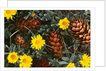 Arrangement of Flowers and Pine Cones by Anonymous