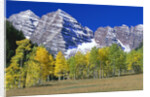 Aspen Trees Before Maroon Peaks by Anonymous