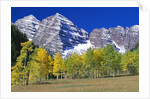Aspen Trees Before Maroon Peaks by Anonymous