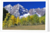 Aspen Trees Before Maroon Peaks by Anonymous