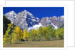 Aspen Trees Before Maroon Peaks by Anonymous