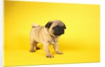 Pug Puppy by Anonymous