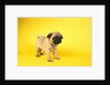 Pug Puppy by Anonymous