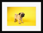 Pug Puppy by Anonymous