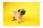 Pug Puppy by Anonymous