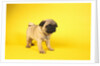 Pug Puppy by Anonymous