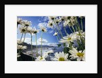 Wildflowers in Bloom Along Coastline by Anonymous