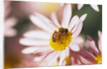 Bee Hovering at Flower by Corbis