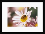 Bee Hovering at Flower by Anonymous