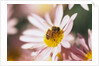 Bee Hovering at Flower by Corbis