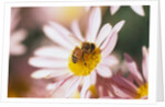 Bee Hovering at Flower by Anonymous