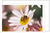 Bee Hovering at Flower by Anonymous