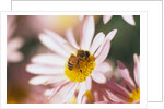 Bee Hovering at Flower by Anonymous