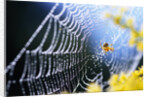 Spider on Dew-Covered Web by Anonymous