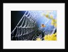 Spider on Dew-Covered Web by Anonymous