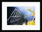 Spider on Dew-Covered Web by Anonymous