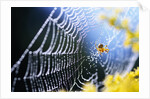 Spider on Dew-Covered Web by Anonymous